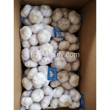 ail blanc normal de Jinxiang 2019